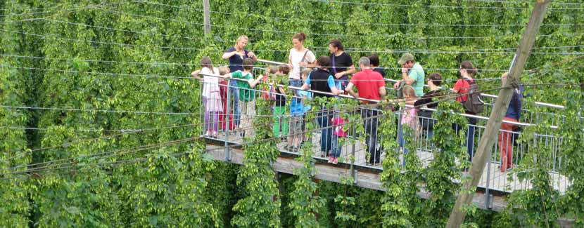 Foto: Hopfengut No20 – Blick vom „Hopfenguck“ in den Hopfengarten.