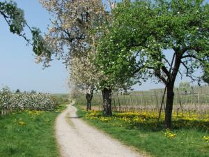 Foto: Tourist-Information Nonnenhorn – Naturwanderweg Nonnenhorn zur Blüte