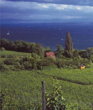 Foto: Peter Kuhnle - Weinberge hinter Meersburg mit Blick auf den Obersee