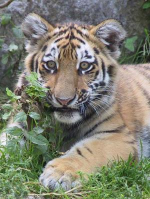 Foto: Walter Zoo – Tigerbaby
